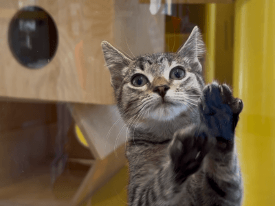 Cat Blog image 400x300px