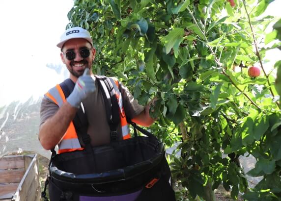 Fruit Loop participant picking an apple from a tree