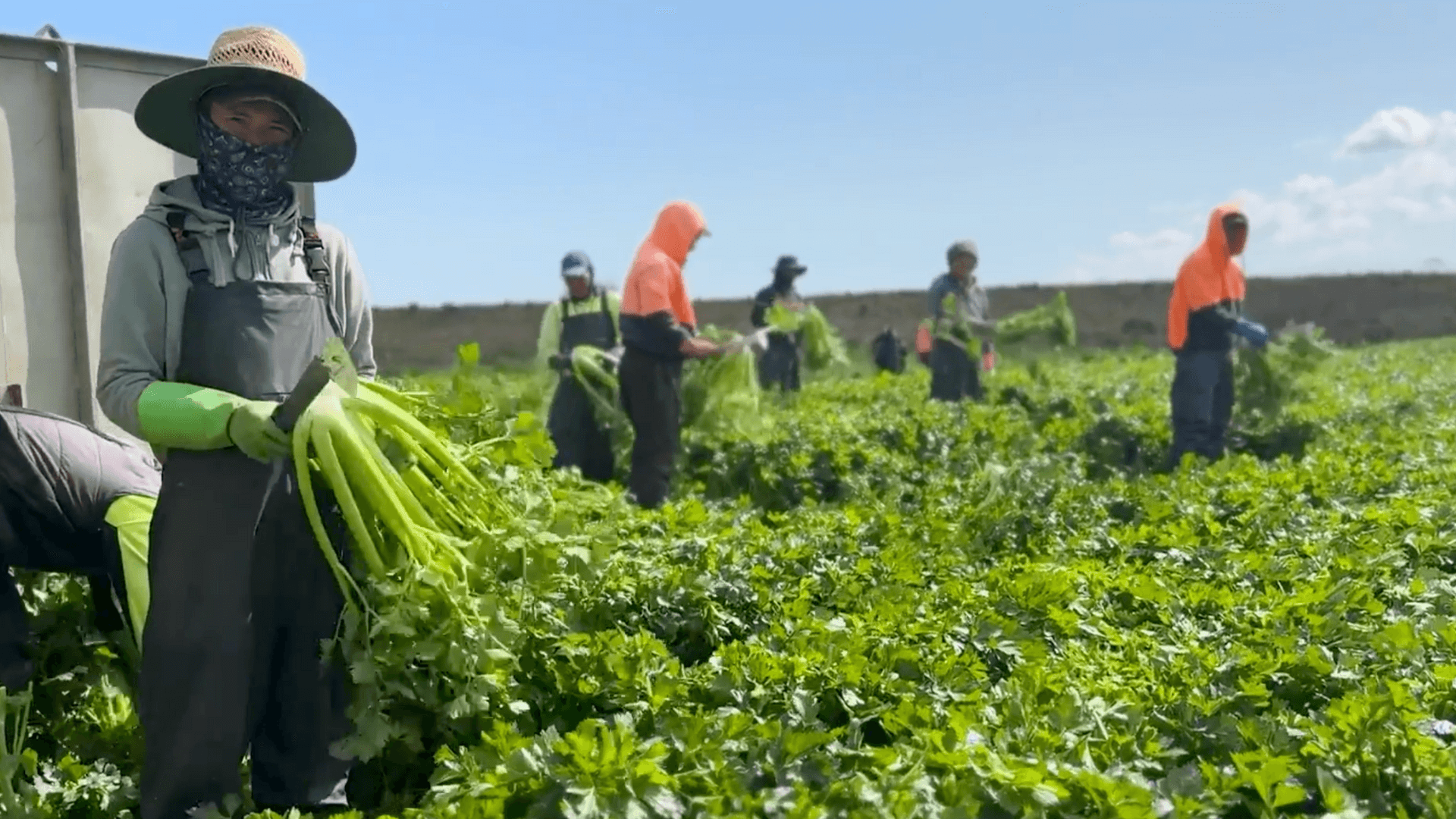 From little things big things GROW